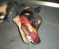 Και το Εφετείο Ρόδου «αθώωσε» τον 75χρονο που σκότωσε σκυλάκι χτυπώντας το επανειλημμένα με σωλήνα στις Καλυθιές